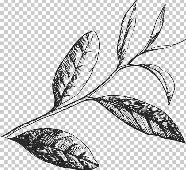 Coffee Green Tea /m/02csf Journey Toward Greatness PNG, Clipart, Amora, Artwork, Beer Brewing Grains Malts, Bird, Black And White Free PNG Download