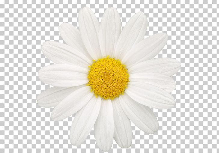 Common Daisy Oxeye Daisy Daisy Family Drawing Photography PNG, Clipart, 720p, 1080p, Chamaemelum Nobile, Chamomile, Chrysanths Free PNG Download