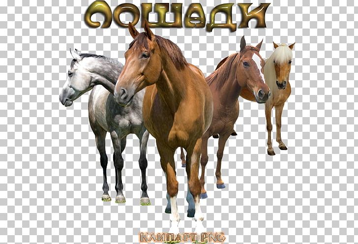 Mustang Stallion Foal Pony PNG, Clipart, Animal, Foal, Halter, Horse, Horse Like Mammal Free PNG Download