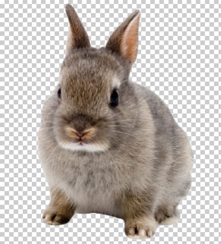 Netherland Dwarf Rabbit Domestic Rabbit Hare Lionhead Rabbit Mini Rex PNG, Clipart, Animals, Breed, Domestic Rabbit, Dwarf Rabbit, Fauna Free PNG Download