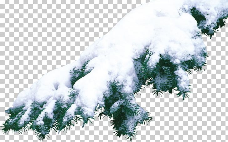 Photography Winter PNG, Clipart, Branch, Christmas, Cloud, Conifer, Desktop Wallpaper Free PNG Download
