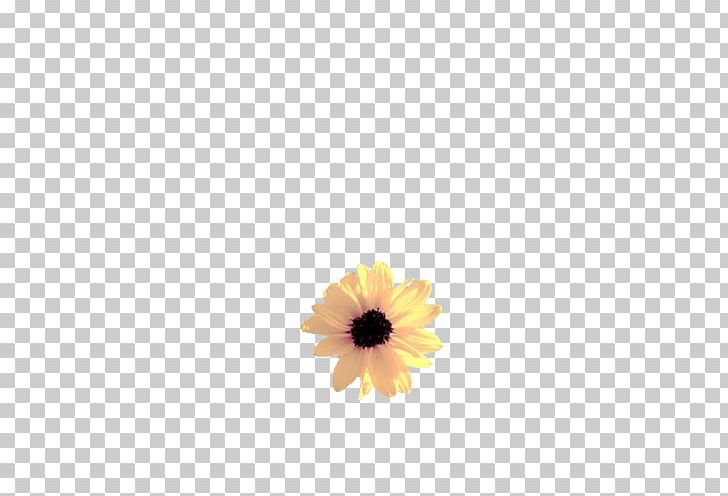 Common Sunflower Artificial Flower PNG, Clipart, 1800flowers, Artificial Flower, Color, Common Daisy, Common Sunflower Free PNG Download