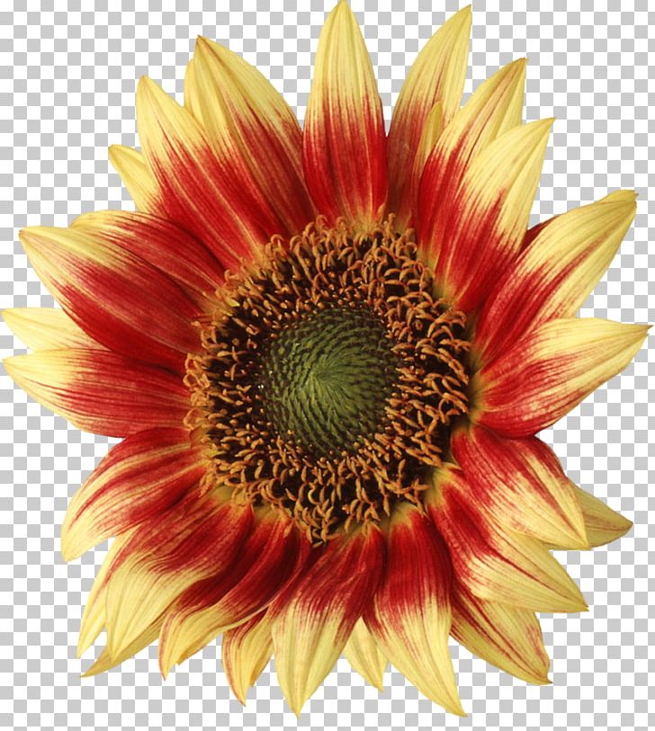 Common Sunflower Sunflower Seed Petal PNG, Clipart, Blanket Flowers, Common, Computer Icons, Cut Flowers, Daisy Family Free PNG Download