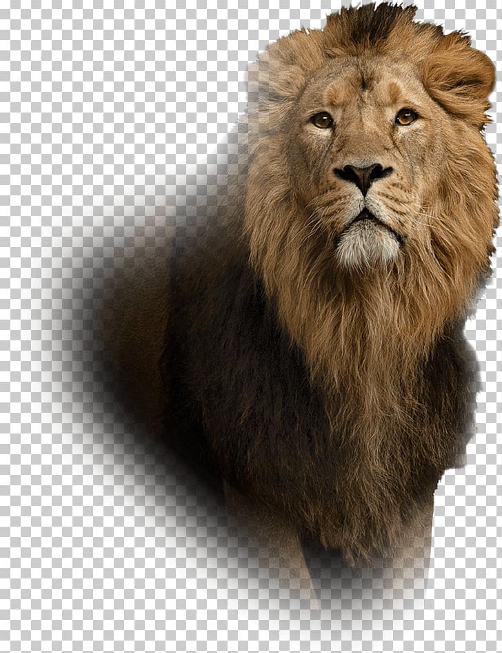 Lion Leo Islam Spirituality Aura PNG, Clipart, Animals, Attention, Aura, Big Cats, Carnivoran Free PNG Download
