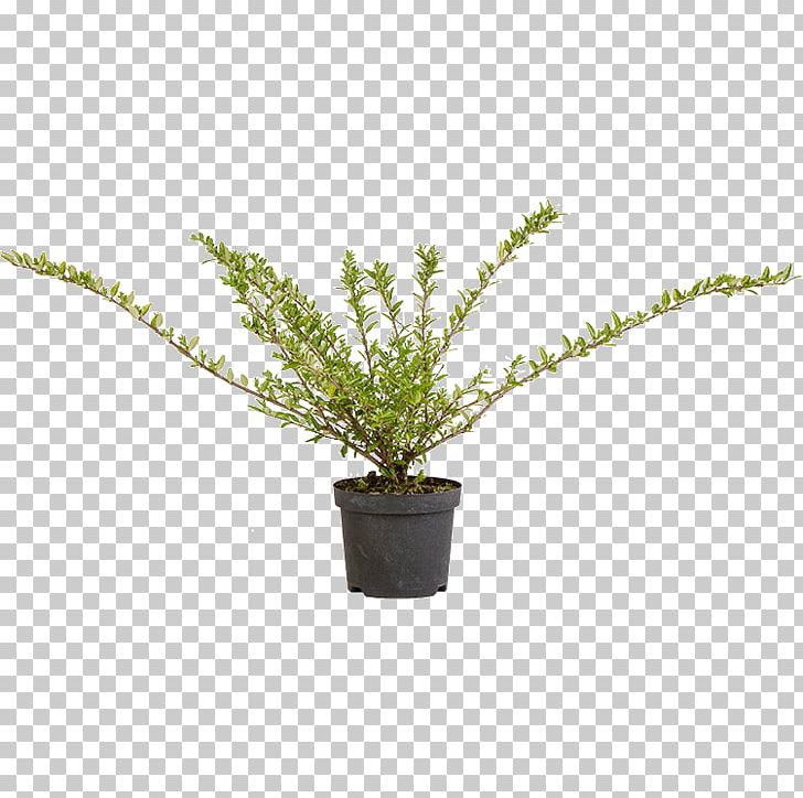 Vascular Plant Puzzlegrass Fern Flowerpot PNG, Clipart, Fern, Ferns And Horsetails, Flowerpot, Grass, Others Free PNG Download
