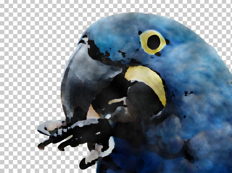 Macaw Parakeet Beak PNG, Clipart, Beak, Macaw, Parakeet Free PNG Download