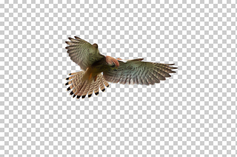 Feather PNG, Clipart, Beak, Biology, Bird Of Prey, Birds, Cuckoos Free PNG Download
