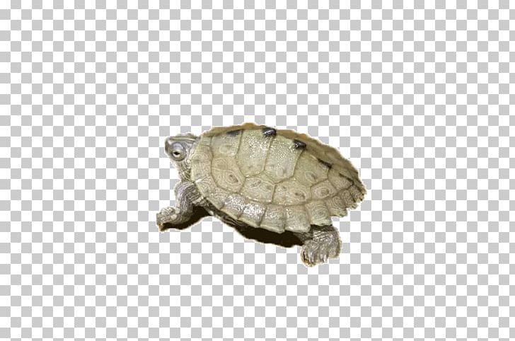 Amphibian Turtle Tortoise PNG, Clipart, Amphibian, Amphibian Eggs In Water, Amphibian Eggs In Water Cartoon, Amphibians, Animal Free PNG Download