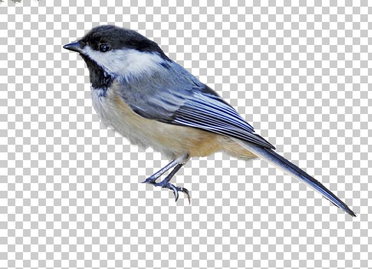 Bird Black-capped Chickadee Drawing PNG, Clipart, Animal, Animals, Beak, Bird, Blackcapped Chickadee Free PNG Download