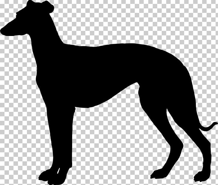 Italian Greyhound Whippet Spanish Greyhound Sloughi PNG, Clipart, Animals, Animal Sports, Black And White, Breed, Carnivoran Free PNG Download