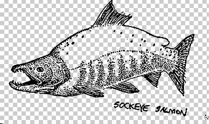 Sockeye Salmon Coho Salmon Pink Salmon Drawing PNG, Clipart, Art, Artwork, Black And White, Coho Salmon, Coloring Book Free PNG Download