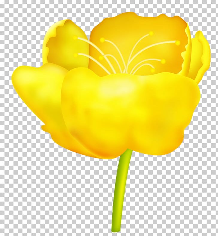 Tulip Flower Petal PNG, Clipart, Blog, Cut Flowers, Desktop Wallpaper, Flower, Flowering Plant Free PNG Download