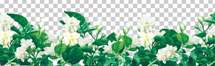Jasmine Flower Computer File PNG, Clipart, Computer File, Cut Flowers, Decorative Lace, Decorative Patterns, Download Free PNG Download