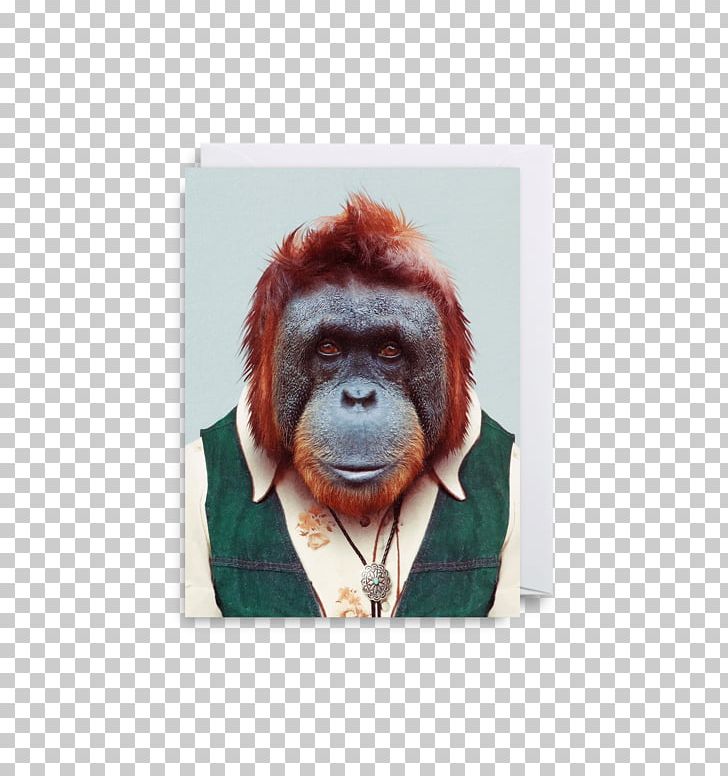 Zoo Portraits Gorilla Photography Animal PNG, Clipart, Animal, Animals, Art, Bornean Orangutan, Gorilla Free PNG Download