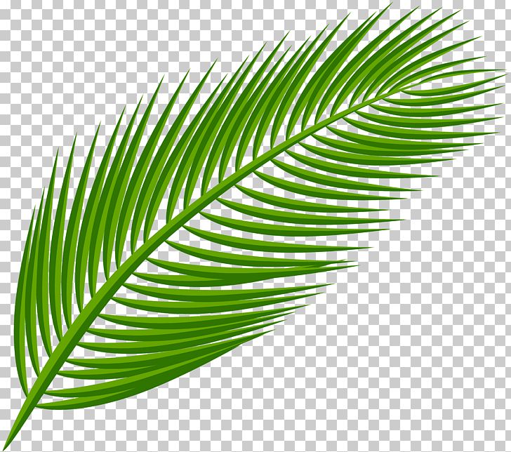 Arecaceae Leaf PNG, Clipart, Arecaceae, Arecales, Astrocaryum, Beach, Clip Art Free PNG Download