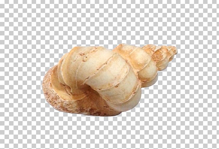 Clam Shankha Conchology Veneroida Pectinidae PNG, Clipart, Baltic Clam, Cabinet, Clam, Clams Oysters Mussels And Scallops, Conch Free PNG Download