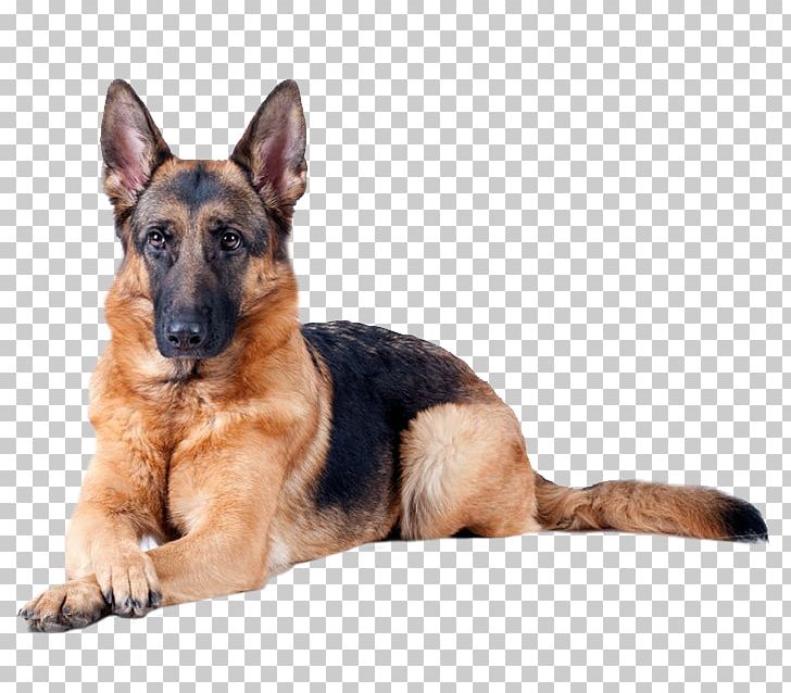 The German Shepherd Puppy Golden Retriever Dog Breed PNG, Clipart, Breed, Carnivoran, Conformation Show, Dog, Dog Breed Free PNG Download