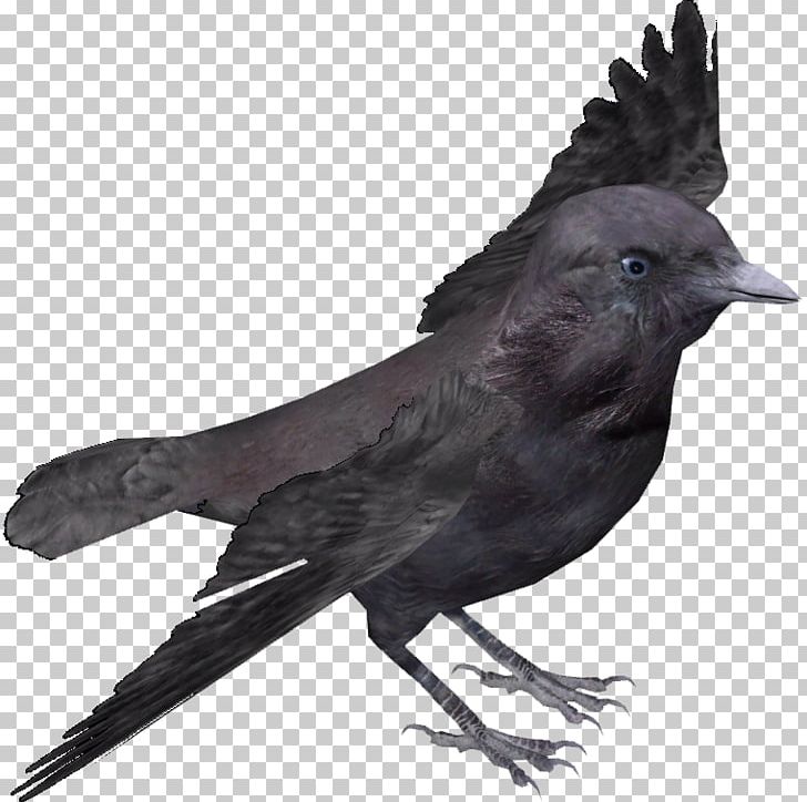 American Crow New Caledonian Crow Rook Bird Common Raven PNG, Clipart, American Crow, Animals, Beak, Bird, Common Raven Free PNG Download