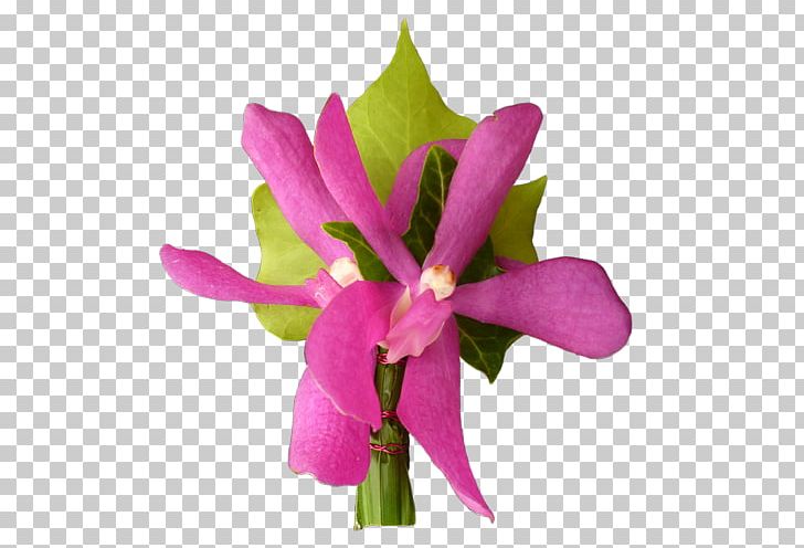 Cattleya Orchids Cut Flowers Plant Stem Herbaceous Plant PNG, Clipart, Bou, Cattleya, Cattleya Orchids, Cut Flowers, Flora Free PNG Download