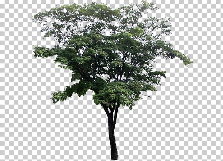 Tree Computer Icons PNG, Clipart, Banyan Tree, Branch, Computer Icons, Download, Drawing Free PNG Download