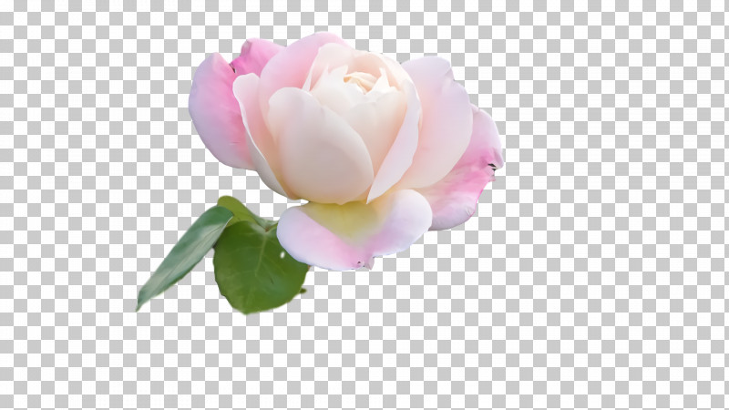 Garden Roses PNG, Clipart, Cabbage Rose, Computer, Cut Flowers, Flower, Garden Free PNG Download