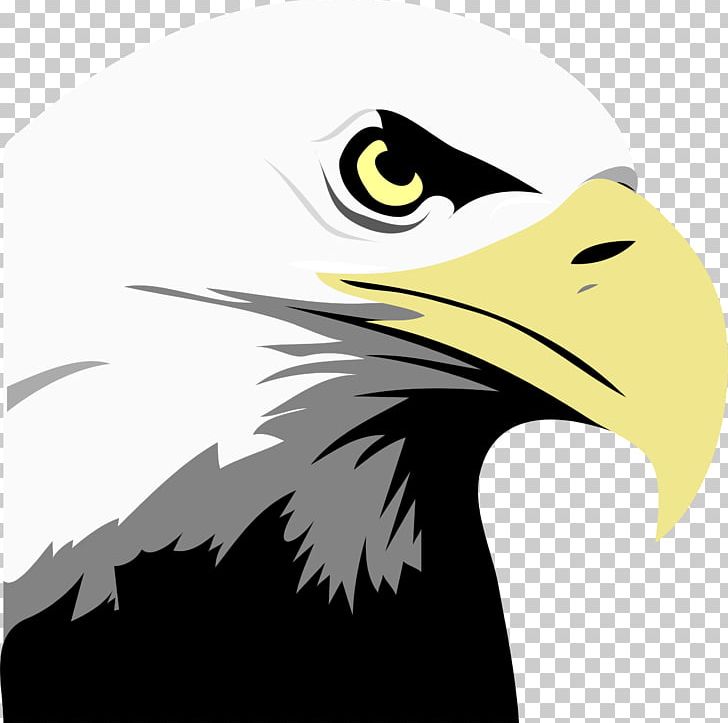 Bald Eagle Bird PNG, Clipart, Accipitriformes, Animals, Art, Bald Eagle, Beak Free PNG Download