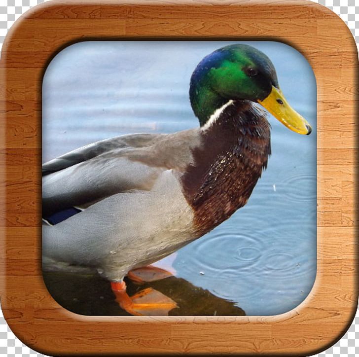 Domestic Duck Bird Cygnini Photography PNG, Clipart, Anas, Animals, Beak, Beard, Bird Free PNG Download