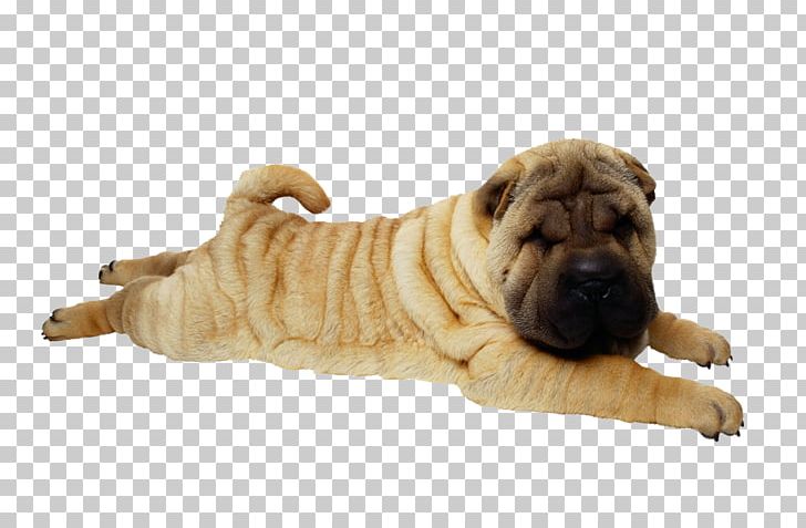 Shar Pei Puppy Bulldog Dog Breed Pug PNG, Clipart, Animals, Breed Group Dog, Bulldog, Carnivoran, Companion Dog Free PNG Download