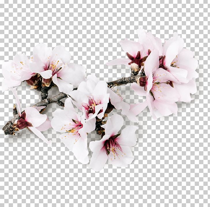 Almond Milk Almond Blossoms Flower PNG, Clipart, Almond, Almond Blossoms, Almond Milk, Artificial Flower, Blossom Free PNG Download