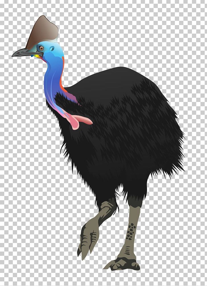 Flightless Bird Common Ostrich Ratite PNG, Clipart, Animal, Animals, Beak, Bird, Cassowary Free PNG Download