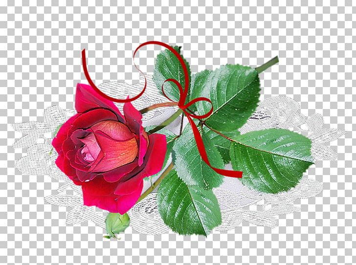 Garden Roses Photography PNG, Clipart, Accessories, Antique, Artificial Flower, Bud, Clothing Accessories Free PNG Download