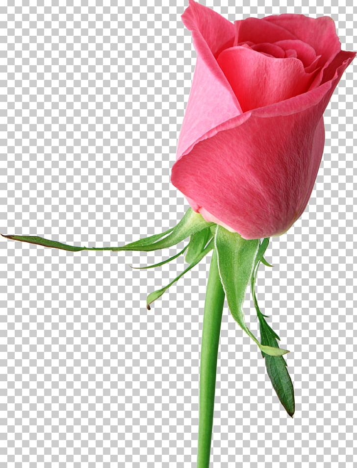 Rose Pink Flower PNG, Clipart, Bud, Cut Flowers, Desktop Wallpaper, Floral Design, Floristry Free PNG Download