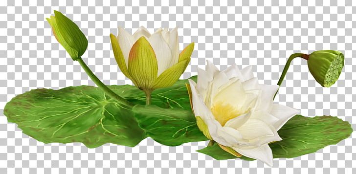 Water Lily PNG, Clipart, Blue, Bud, Clip Art, Cut Flowers, Dia Free PNG Download