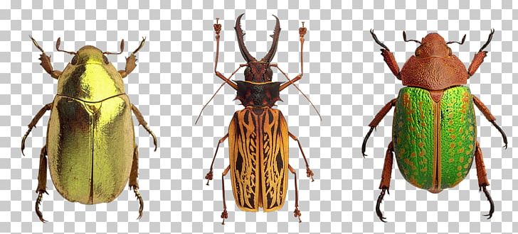 Beetle Pterygota Ladybird PNG, Clipart, Animals, Arthropod, Beetle, Chitin, Dynastinae Free PNG Download