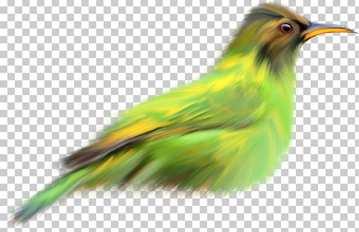 Birds And People Beak Green PNG, Clipart, Animals, Beak, Bird, Birds And People, Cari Free PNG Download