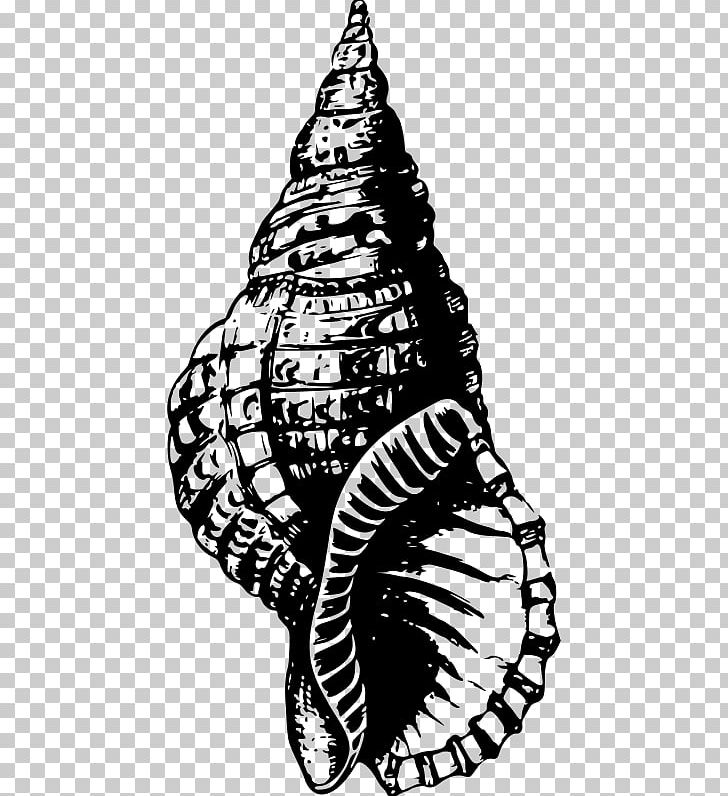 Seashell Drawing PNG, Clipart, Animals, Art, Artwork, Black And White, Conch Free PNG Download