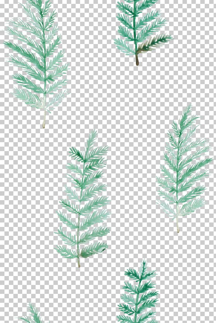 Desktop Succulent Plant PNG, Clipart, Blog, Branch, Christmas Ornament, Conifer, Desktop Wallpaper Free PNG Download