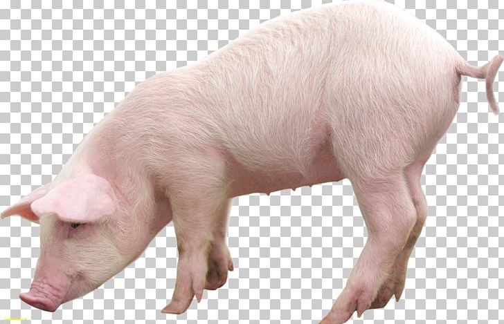 Domestic Pig PNG, Clipart, Animals, Clip Art, Clipping Path, Computer Icons, Desktop Wallpaper Free PNG Download