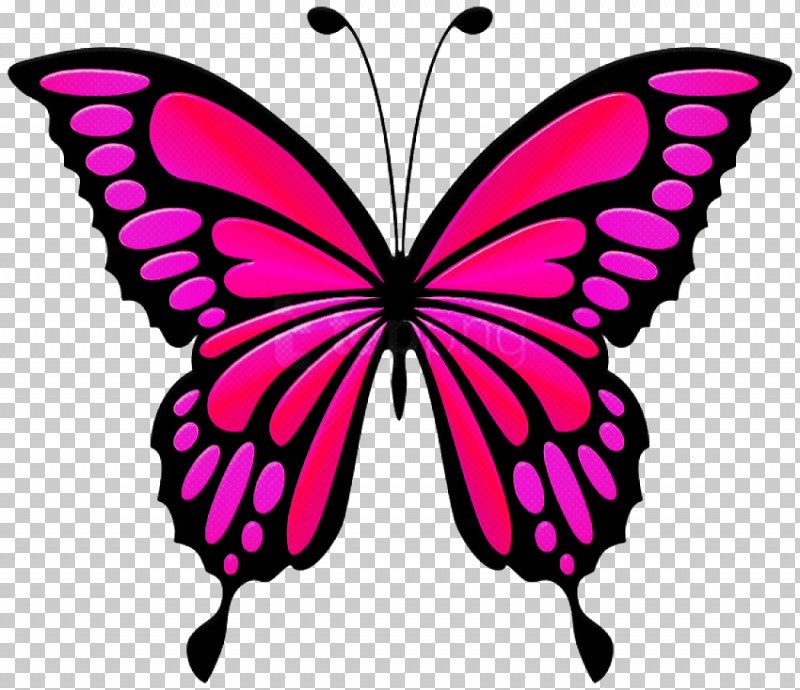 Moths And Butterflies Butterfly Cynthia (subgenus) Insect Pink PNG, Clipart, Butterfly, Cynthia Subgenus, Insect, Moths And Butterflies, Papilio Machaon Free PNG Download
