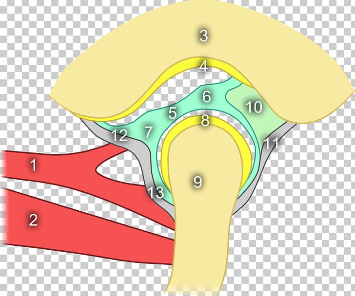 Temporomandibular Joint Anatomy Mandible Temporal Bone PNG, Clipart, Anatomy, Angle, Bone, Dentistry, Joint Free PNG Download