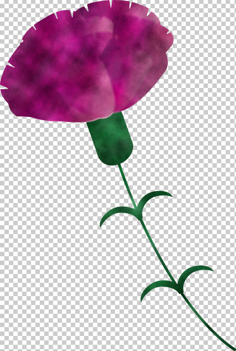 Mothers Day Carnation Mothers Day Flower PNG, Clipart, Cut Flowers, Flower, Leaf, Magenta, Mothers Day Carnation Free PNG Download
