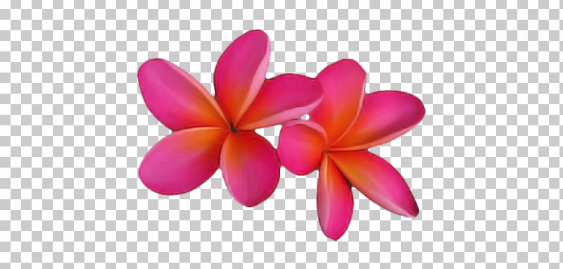Cut Flowers Petal Flower PNG, Clipart, Cut Flowers, Flower, Petal Free PNG Download
