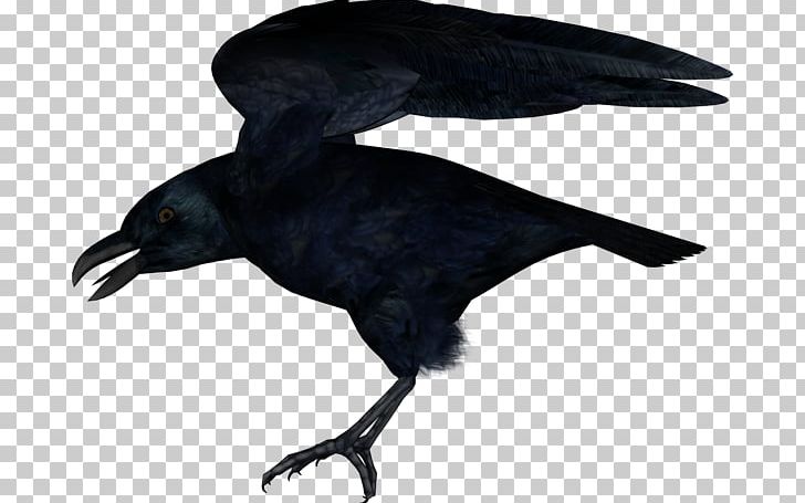 American Crow New Caledonian Crow Rook Common Raven PNG, Clipart, Animation, Beak, Bird, Carrion Crow, Common Raven Free PNG Download