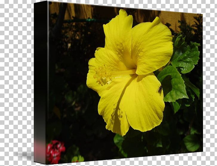 Hibiscus Petal Family Canna PNG, Clipart, Canna, Canna Family, Family, Flower, Flowering Plant Free PNG Download