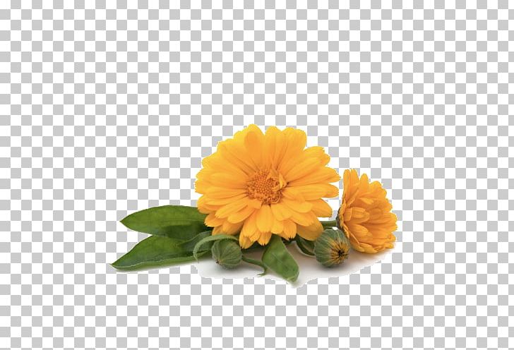 Calendula Officinalis Oil Skin Care Herb PNG, Clipart, Annual Plant, Calendula, Calendula Officinalis, Chrysanths, Comfrey Free PNG Download