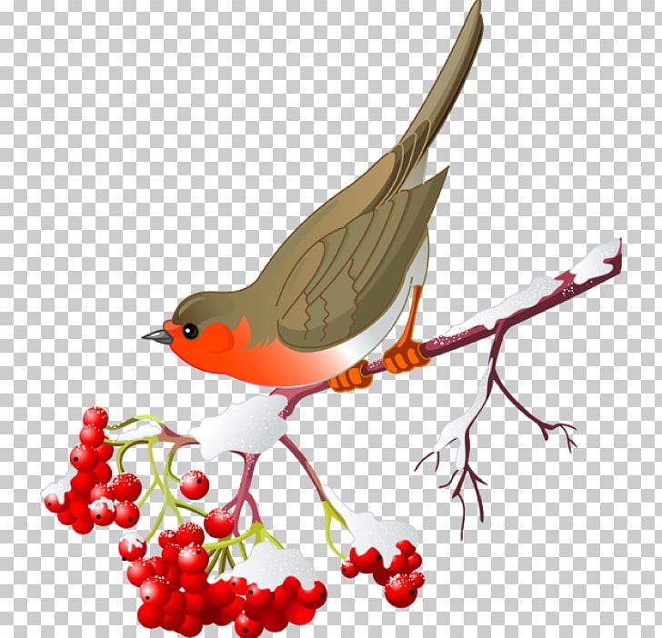 St. Louis Cardinals Northern Cardinal Graphics PNG, Clipart, Beak, Bird, Branch, Cardinal, Drawing Free PNG Download