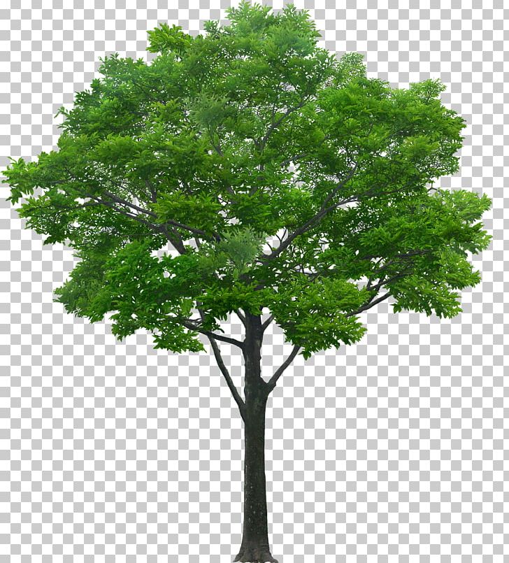 Tree Southern Magnolia Oak Pine PNG, Clipart, Birch, Black Locust, Branch, Deciduous, Elm Free PNG Download