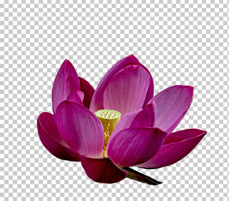 Lotus Flower Summer Flower PNG, Clipart, Lotus Flower, Lotusm, Purple, Sacred Lotus, Summer Flower Free PNG Download