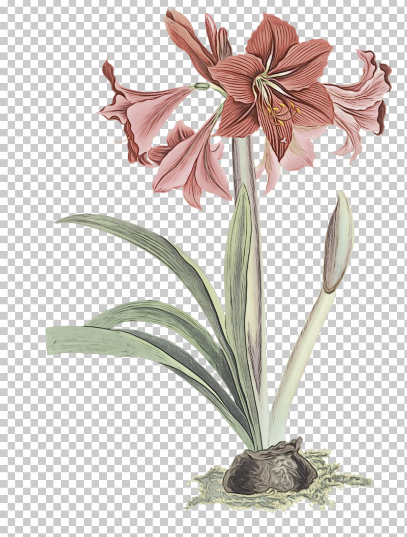 Amaryllis Plant Stem Cut Flowers Jersey Lily Flowerpot PNG, Clipart, Amaryllis, Biology, Cut Flowers, Flower, Flowerpot Free PNG Download