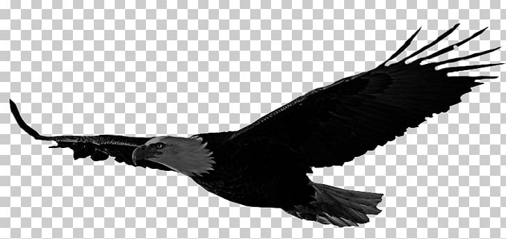 Bald Eagle Bird Accipitriformes Hawk PNG, Clipart, Accipitriformes, Animals, Bald Eagle, Beak, Bird Free PNG Download